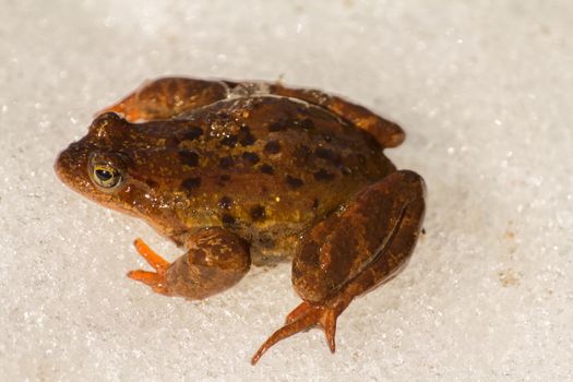 Only just woke up frog migrates through  snow in a reservoir.  closeup, low camera position.