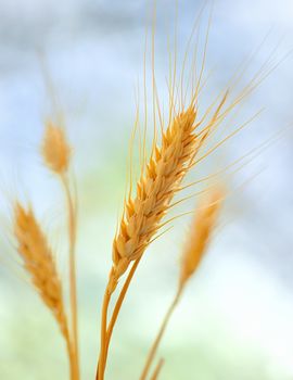 Yellow grain ready for harvest
