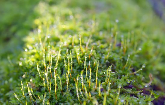 fresh green grass with water drops