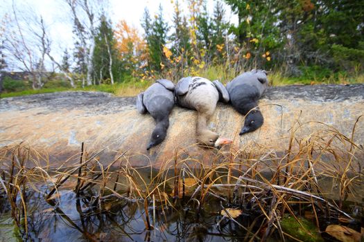 trophy hunter geese, decorated in typical conditions of the North