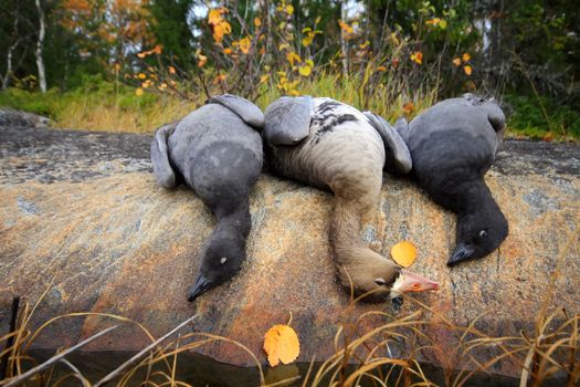 trophy hunter geese, decorated in typical conditions of the North