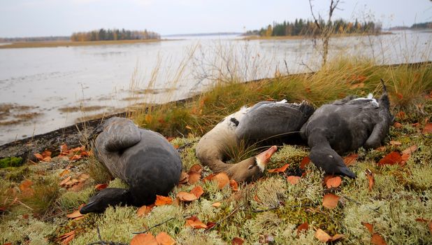 hunter's trophy  geese on  background of  autumn landscape of  White sea