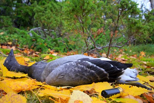 trophy hunter goose lying on  carpet of yellow leaves. Defoliation.