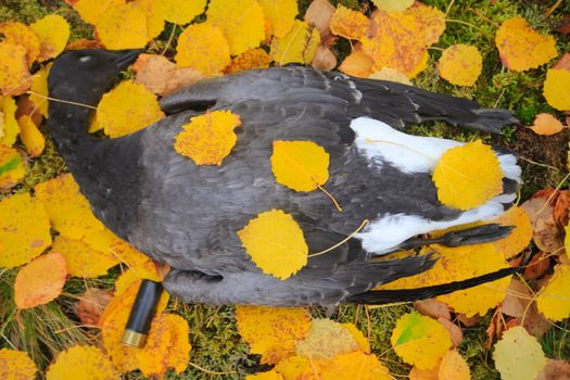 trophy hunter goose lying on  carpet of yellow leaves. Defoliation.