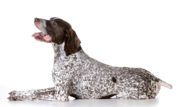 german shorthaired pointer laying down on white background