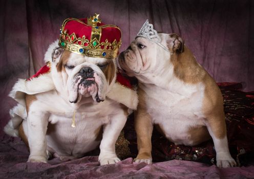 royal couple - two english bulldogs dressed up like a king and queen