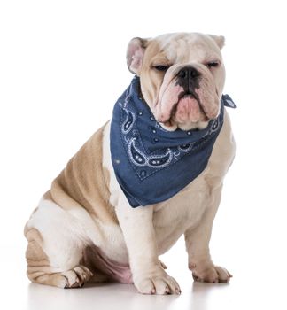 cute puppy - bulldog puppy wearing bandanna