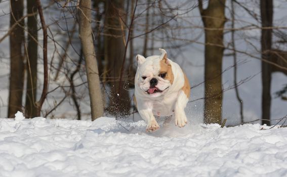 bulldog running in the snow - 4 year old female