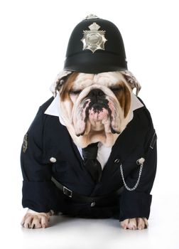 dog police or catcher - english bulldog dressed up like a policeman on white background