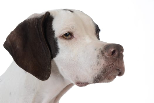 pointer puppy portrait on white background