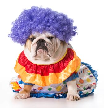 english bulldog wearing clown costume