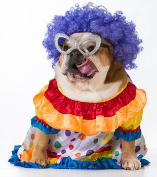 funny dog - english bulldog dressed up like a clown on white background