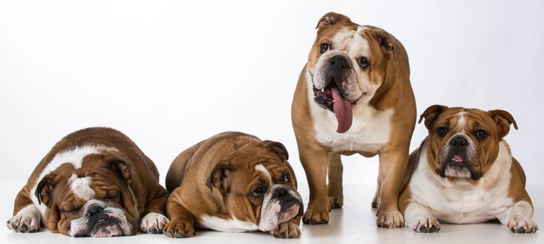 four english bulldogs together on white background