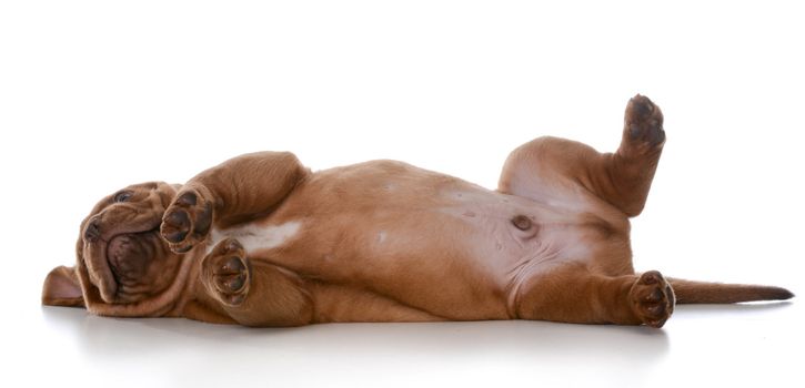 cute puppy - dogue de bordeaux puppy laying down on white background