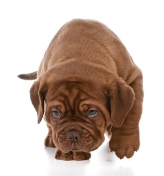 puppy walking - dogue de bordeaux puppy walking isolated on white background
