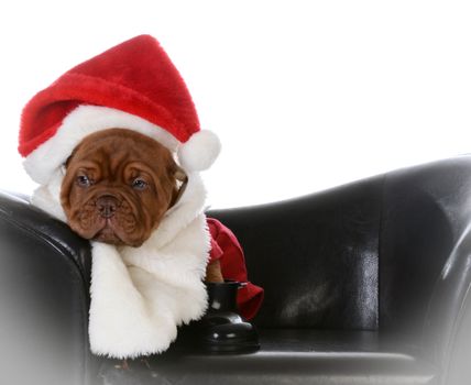 christmas puppy - dogue de bordeaux puppy dressed up like santa
