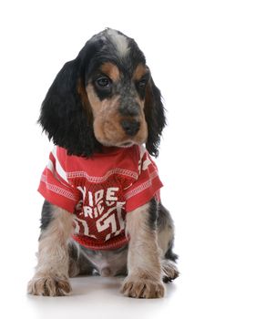 cute puppy - english cocker spaniel puppy wearing football jersey sitting on white background