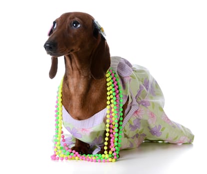 female dog - miniature dachshund wearing  clothing on white background