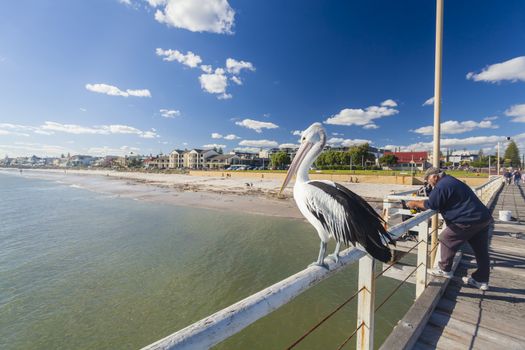 Adelaide, Australia - May 12, 2014: People fishing at Henley beach jetty, Adelaide, South Australia. Henley Beach is a popular beachside suburb of Adelaide, which is well known for its laidback lifestyle.