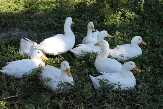 Beautiful white ducks