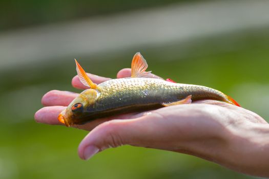 fish caught on rod in summer closeup