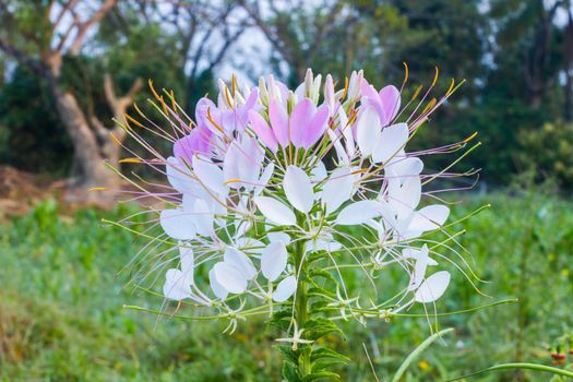 close-up Cleome flower (Cleome hassleriana) ,spider flowers, spider plants, spider weeds, soft focus, shallow depth of field