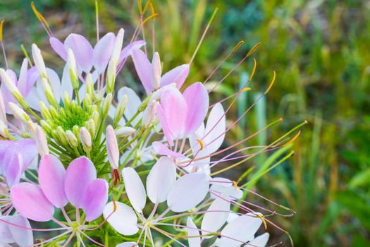 close-up Cleome flower (Cleome hassleriana) ,spider flowers, spider plants, spider weeds, soft focus, copyspace on the right, shallow depth of field