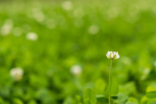 A lone wild white flower in a blurred field