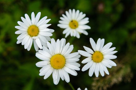 Closeup of a group of daisies with dark background
