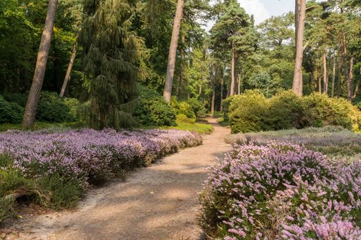 sand path through heathland area in a forest in Holland