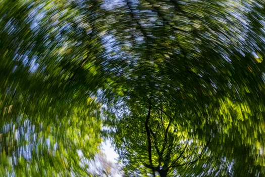 Rotation spin effect looking up through pine trees