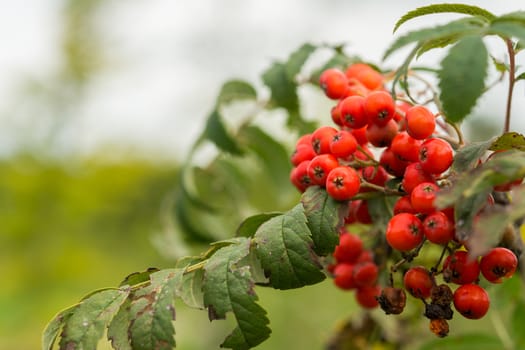 Closeup of wild sorbus shrub in the autumn in Holland