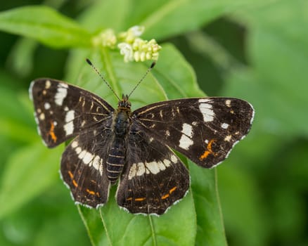 Wild black butterfly resting on a leaf