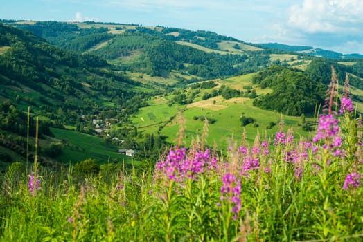 Summer landscape in the Ukrainian Carpathians with blooming fireweed in the foreground.