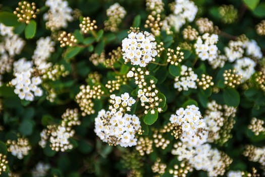White flowers and buds on the blooming Spiraea shrub