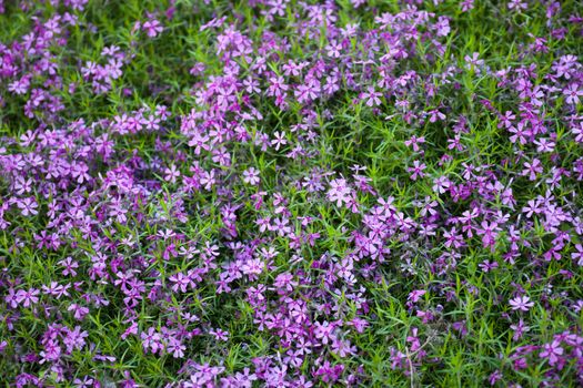 Blooming pink phloxes (Phlox subulata) in spring.