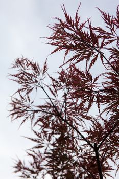 Pink leaves on the branches of the Japanese maple (Acer palmatum)