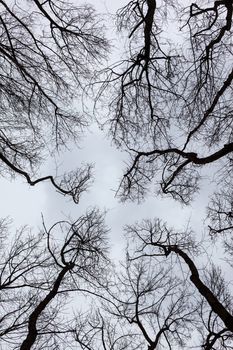 Silhouettes of bare trees against cloudy sky