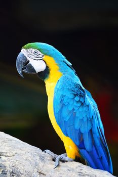 Beautiful parrot bird, Blue and Gold Macaw in portrait profile