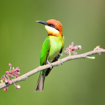 Colorful bird, Chestnut-headed Bee-eater (Merops leschenaulti), standing on a branch