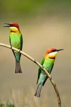 Colorful bird, Chestnut-headed Bee-eater (Merops leschenaulti), standing on a branch