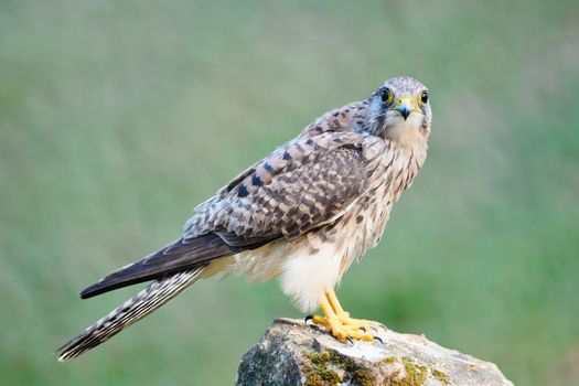 Beautiful female Common Kestrel (Falco tinnunculus), standing on the rock