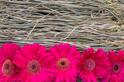 Beautiful gerbera daisy flower on the root orchid decoration with copy space