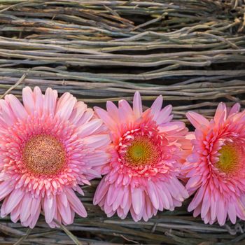 Beautiful gerbera daisy flower on the root orchid decoration with copy space