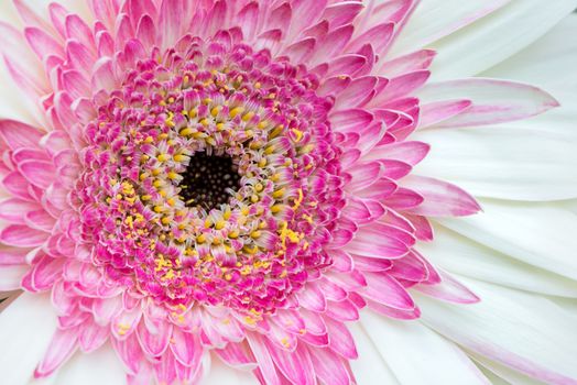 Closeup pink gerbera flower pattern, nature background