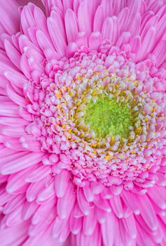 Closeup pink gerbera flower pattern, nature background