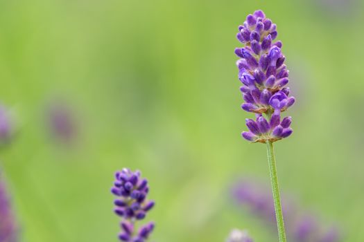 Blue or violet flower, lavender in field background, soft focus