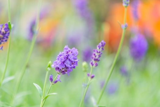 Blue or violet flower, lavender in field background, soft focus