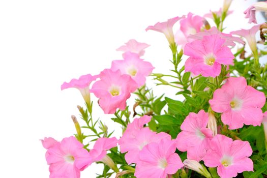 Colorful pink petunia, isolated on white background