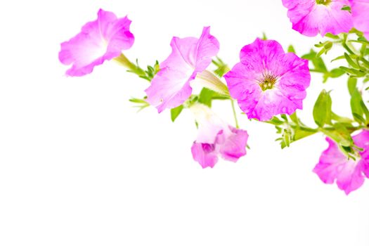 Colorful pink petunia, isolated on white background